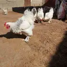 للبيع براهما