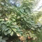 بيع شجرة كورديا جمله 20   فقط