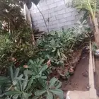 بيع ياسمين هندي جمله فقط عشرة