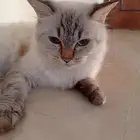 قطة انثى للتبني