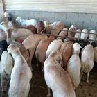 غنم رفيدي اوزان عاليه