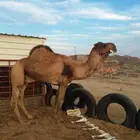 بعير حمر مشروط من جميع العذاريب