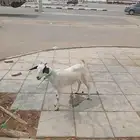 عناق للبيع العاجل لا يسوم إلا صامل والبيع قريب