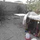 شبك جديد للبيع المساحه متر في متر يرتفاع متر من فوق زنق