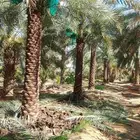 نعمل في مجال الشبوك المزارع