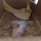 تم البيع