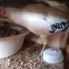 دجاج بلدي كفو