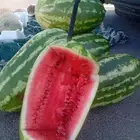 جح وشمام طيب