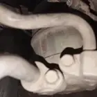 كمبرسر داتسون