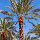 لدينا جميع انواع النخيل العربي والوشنطن