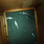 يوجد خمس فردات بادجي للبيع الفرده من 50 الموقع املج