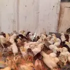 يوجد صيصان دجاج بلدي للبيع العمر أسبوع العدد حول 300