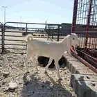 صخله للبيع بالقريات