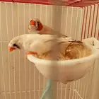 ماشاء الله جوز زبيرا منتج