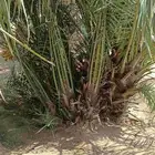 يوجد لدينا فروخ جميع انواع النخل من يحب يغرس نخل او فروخ