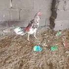 دجاج باكستاني