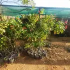 بيع شجرة الجاتروفا جمله فقط 6