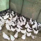 حمام فرنسي ابيض وسلفر... غير منتج
