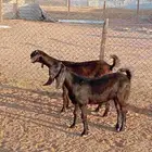 جفرات شاميات طيب