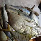 سمك بلدي انصاد بعد صلاة الفجر