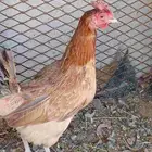 دجاج بلدي للبيع