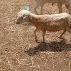 رخل البيع العاجل لأ يسوم إلا صامل والبيع قريب بسم الله الرحم