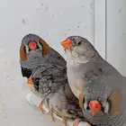 للبيع مجموعة زيبرا هولندي وانجليزي