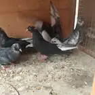 مجموعه طيور للبيع ذكر وانثى باكستاني والباقي قطايف