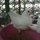 زغاليل فرنسي سوبر جامبو