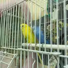 عصافير للبيع