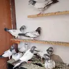 حمام باكستاني