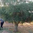 يوجد لدينا جميع احجام أشجار الزيتون والحمضيات