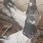 اذكرو الله للبيع جوز باكستاني شرط لصحه وا الإنتاج المطيار
