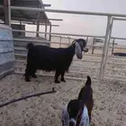 عنز عارضيه