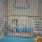 طير روز اليف