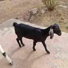 الموقع بلسمر