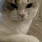 ذكور للتبني