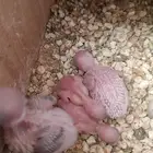 زوج بادجي بفروخه