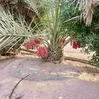 نخل مثمر للبيع
