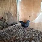 بسم الله ما شاء الله موجود جوس نعاوي اسود