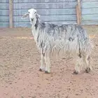 شاه نجديه ثنيه طيبه