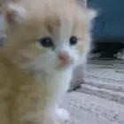 قطط صغيره للبيع