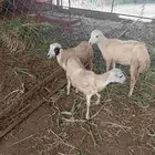 رخيل للبيع العدد 3 ماشاء الله تبارك الله لأ يسوم إلا صامل ول