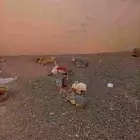 ارانب للبيع