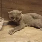 بيع