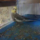 سليمه ما فيها اي مرض