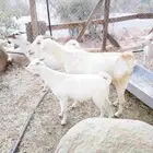 عنز بيشيه تحتها تيس