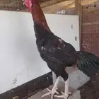 طقم دجاج باكستاني مكس شامو