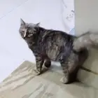 قط منزلي للبيع