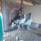 دجاج باكستاني